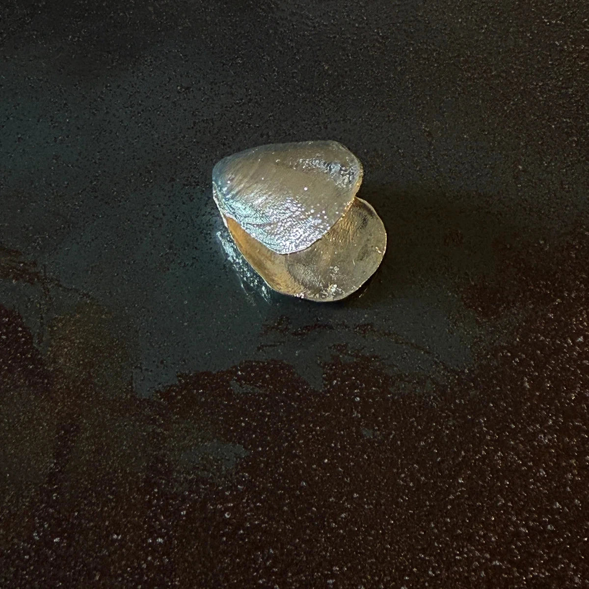Marée V.003 — Mollusk Pot